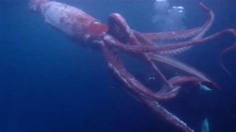 Couple Records Giant Squid While Diving In Japan Fox News Video