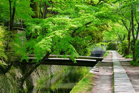 初夏に愛でたい、京都の新緑風景4選｜そうだ 京都、行こう。