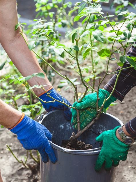 How To Transplant Roses: Tips For Transplanting A Rose Bush - IMP WORLD