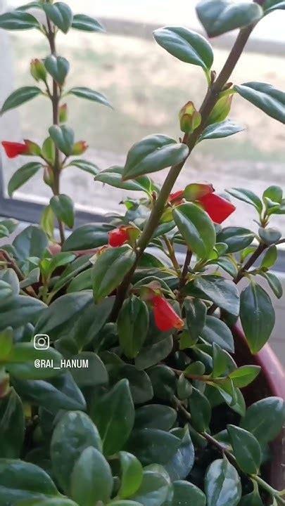 Алтын балық гүлі.Золотая рыбка. #kazakstan #золотаярыбка #люблюцветы # ...