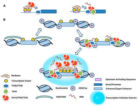 Ijms Free Full Text Enhancer Mediated Formation Of Nuclear