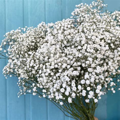 Descubra Kuva Fleur Blanche Gypsophile Thptnganamst Edu Vn