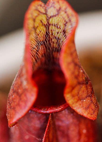 Sarracenia Purpurea Pitcher Plant Purple Guy Carnivorous Plants