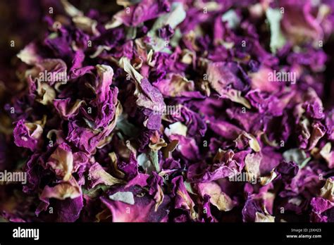 Dried Pink Rose Petals Stock Photo Alamy