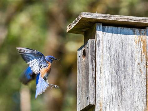 35 Backyard Birds in New Mexico - Birdwatching Central