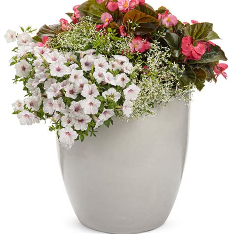 Supertunia Vista® Silverberry - Petunia hybrid | Proven Winners