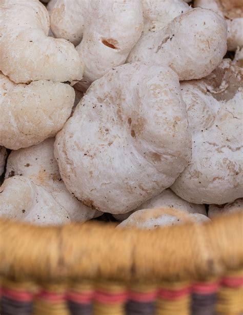 Shrimp Of The Woods Mushrooms Aborted Entolomas