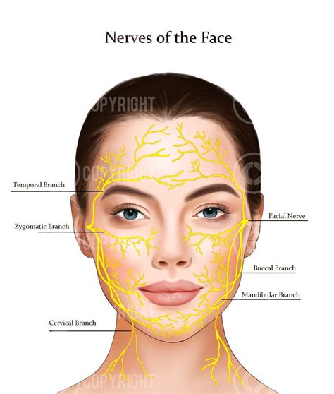 Facial Nerves Anatomy Poster Dermatology Digital Download Nita Mcevoy