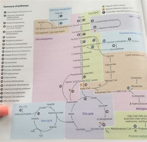 Mapa De VÍas Metabolicas