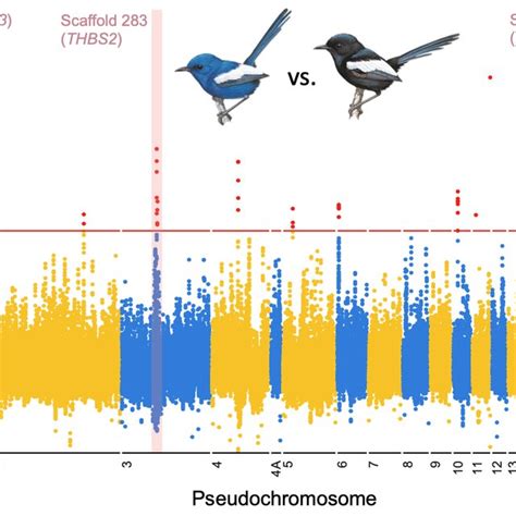 Genome Wide Differentiation Between Black And Blue Malurus Leucopterus