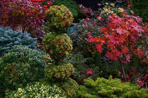 Тис ягодный в ландшафтном дизайне (74 фото) - фото - картинки и рисунки ...