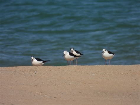 Black Winged Stilt From Santa Maria Di Castellabate Sa Italia On