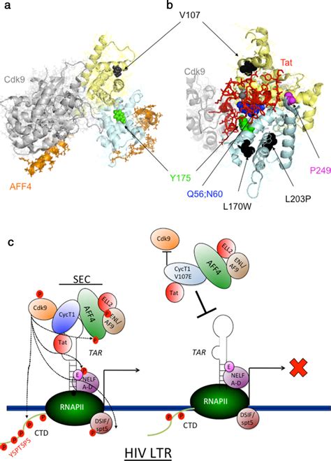 Illustration Of Cyct V E On The D Structures Of P Tefb A The