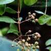 Lawsonia Species, Egyptian Privet, Henna, Mignonette Tree Lawsonia inermis