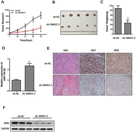 The Inhibition Of SNHG3 Suppresses In Vivo Tumor Growth A Tumor