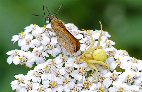 Veränderliche Krabbenspinne im Angriff Ein rostfarbener Di Flickr