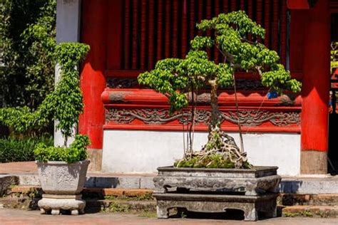 Come Curare Un Bonsai Azalea Mondo Bonsai