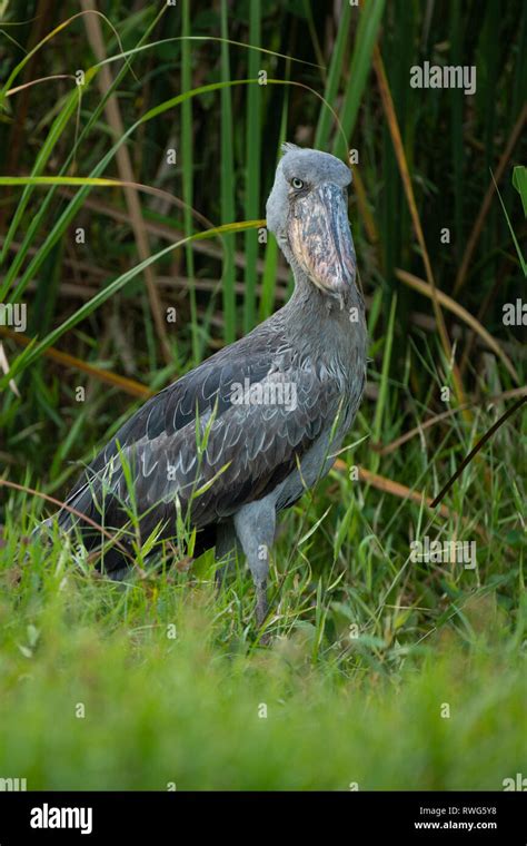 Shoebill Balaeniceps Lake Albert Semliki Wildlife Reserve Uganda