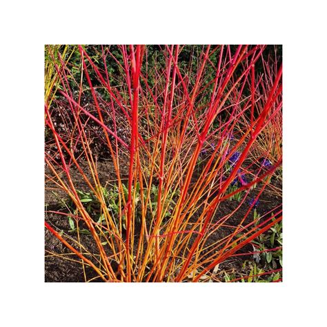 Cornus Sanguinea Anny S Winter Orange