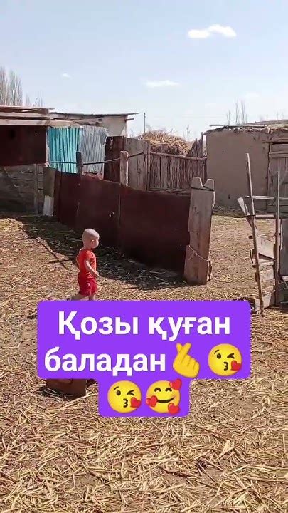 Қозы қуған қошақан - YouTube