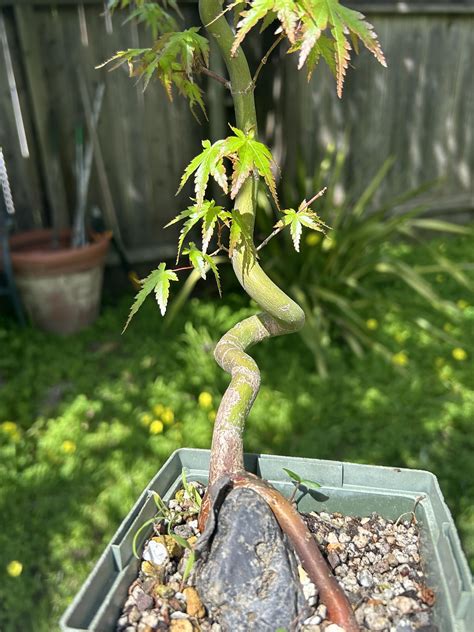 Too early, too late, or perfect timing for a trunk chop? : r/Bonsai