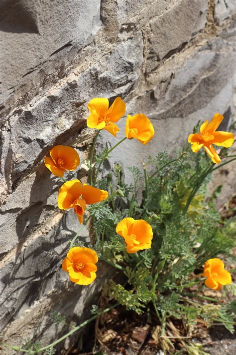 Kalifornischer Mohn Eschscholzia Californica Blumen Und Natur