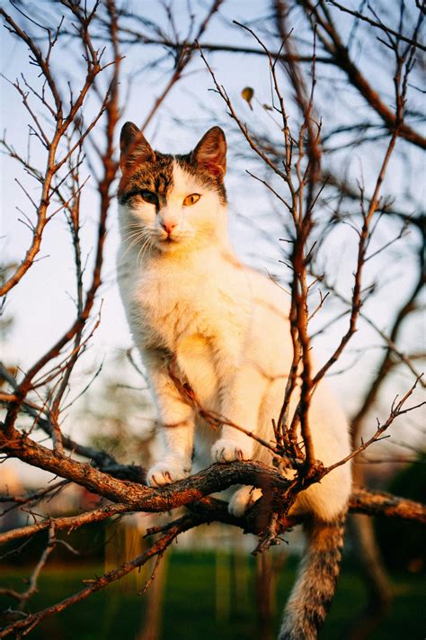 animated images      animated images stock