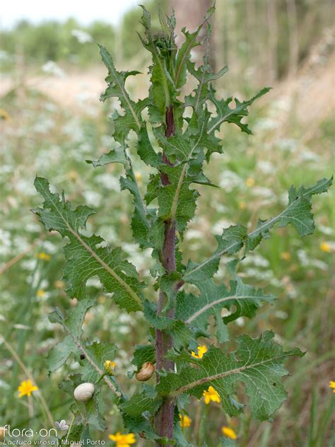 Lactuca Virosa Flora On