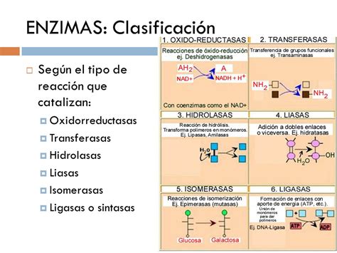 Clasificación de enzimas de acuerdo a su función Energía y consumo de