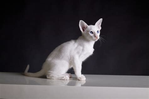 Colorpoint Shorthair Cat Breed Information, Traits, Characteristics & Facts