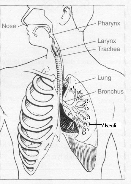 CC3 SCI Wk 10 Teachers Labeled Diagram Respiratory System Bing Images