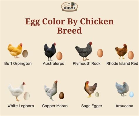 chicken egg colors  complete guide breeds egg colors