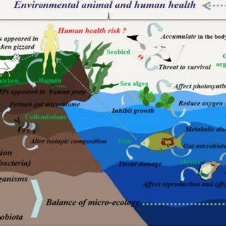 Microplastics Of The A Fragment B Sheet C Foam D Line And E Fiber