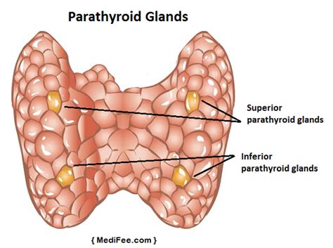 Know Everything About Parathyroid Gland And Parathyroidism