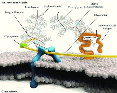 Extracellular Matrix Drawing