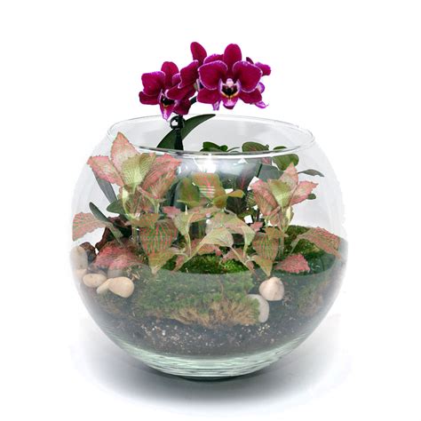 Флорариум "Тропический лес" — Студия Расцветать