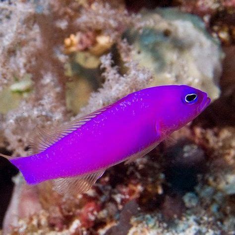 10 99 The Purple Dottyback Has A Brilliant Magenta Body They Require