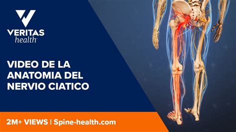 Video De La Anatomia Del Nervio Ciatico YouTube