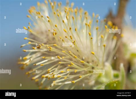 Male Catkin Goat Or Pussy Willow Stock Photo Alamy