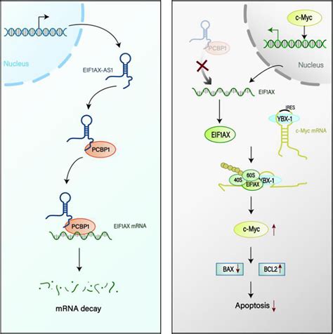 Diagram Of The Mechanism By Which Long Noncoding RNA LncRNA