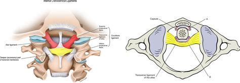 CI: The Anterior Atlanto-Occipital Ligament