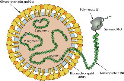 Phlebovirus ~ ViralZone