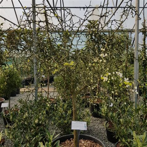 Buy Poncirus trifoliata - Architectural Plants