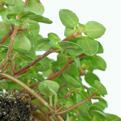 Popular Pilea types