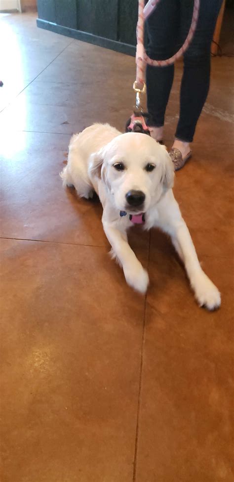 Obedience Training – Ace's Retrievers