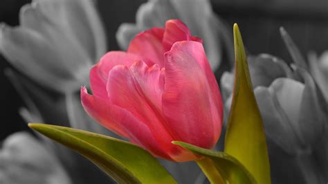 Pink Tulip Wallpaper (62+ images)