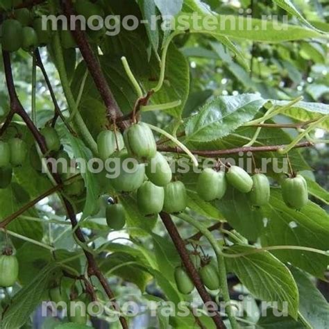 Саженцы Актинидия коломикта Отличница купить по цене 1000 руб. в Москве ...