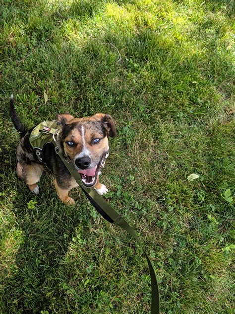 Our newly adopted Catahoula Beagle mix. Voodoo is happy to meet you and confused why these new