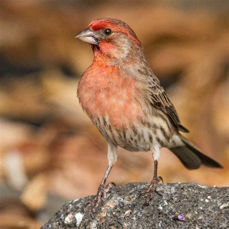Hawaiʻi Birding Trails | house finch