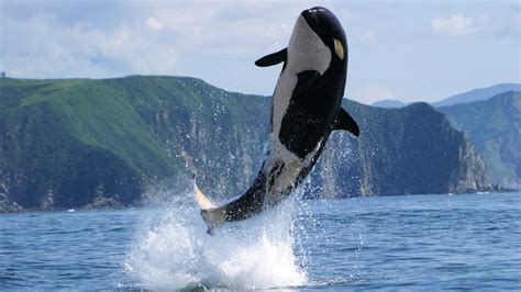 Orca Whale Wallpaper - WallpaperSafari